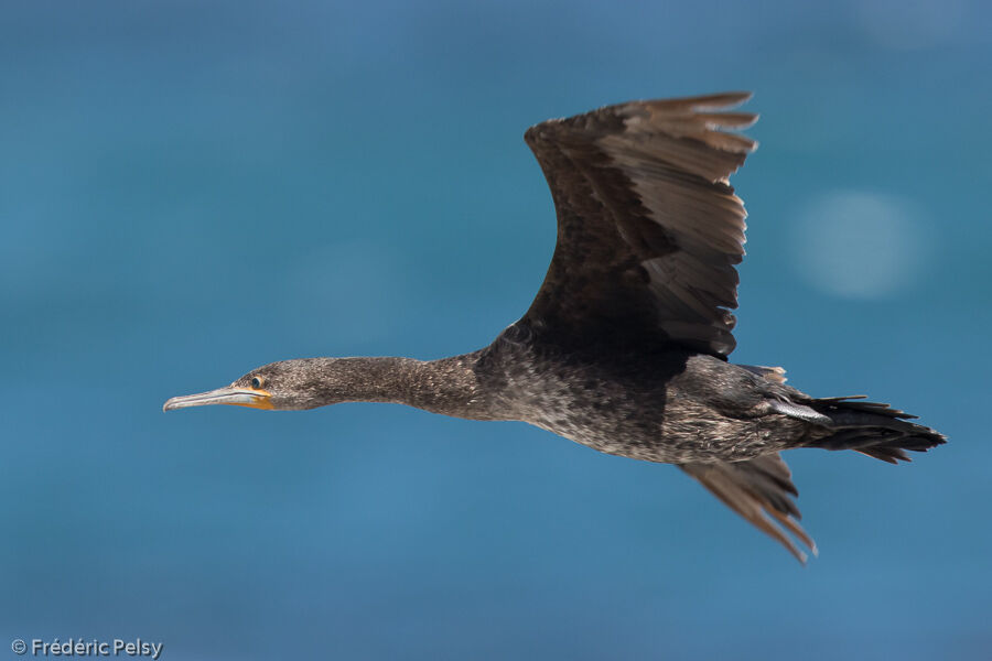 Cormoran du Capimmature, Vol