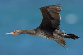 Cape Cormorant