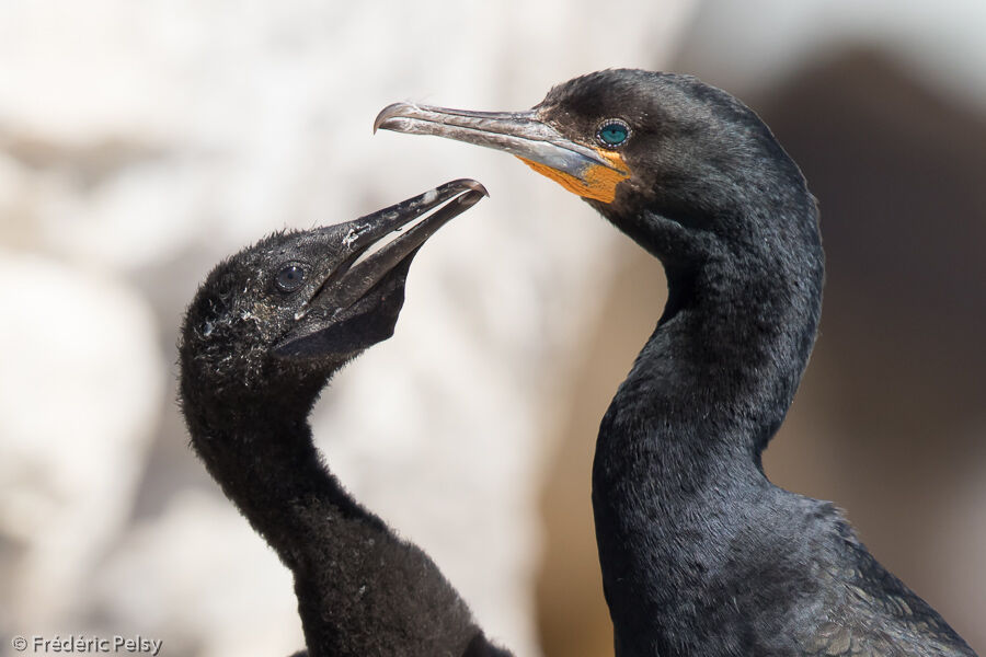 Cormoran du Cap