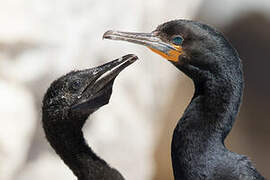 Cape Cormorant