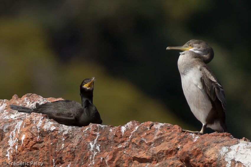 European Shag