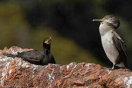 European Shag