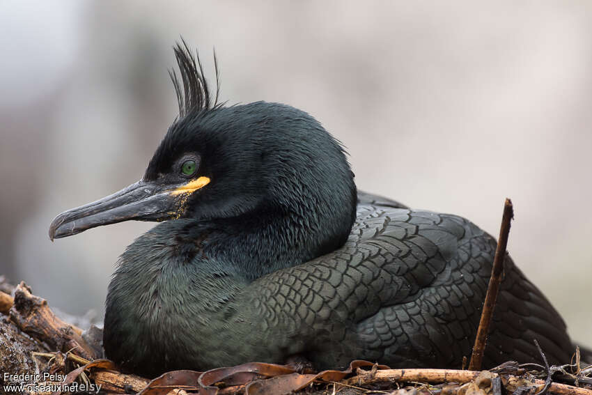 Cormoran huppéadulte, portrait, composition