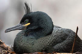 European Shag