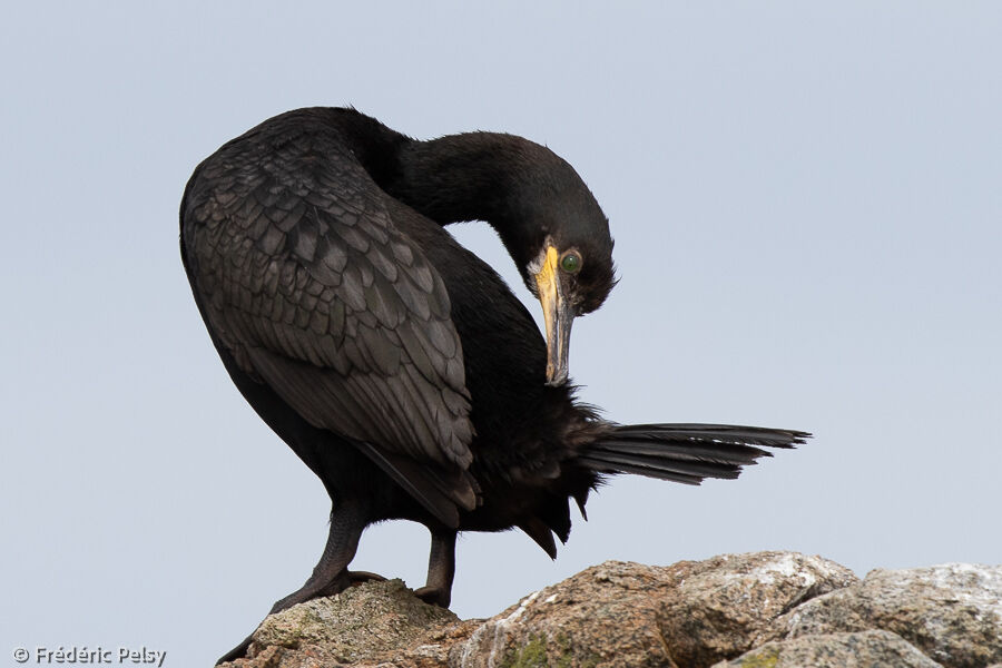 European Shag