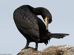 European Shag