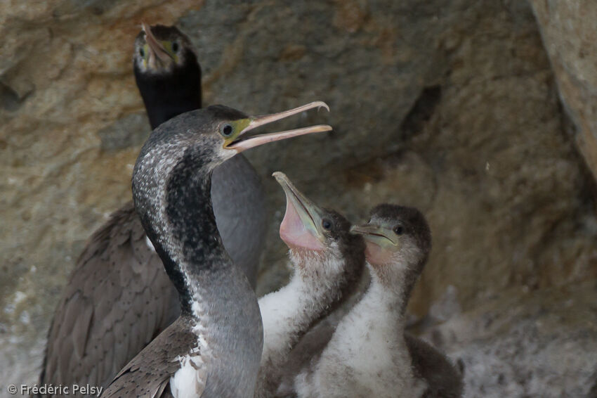 Cormoran mouchetéadulte