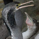Cormoran moucheté