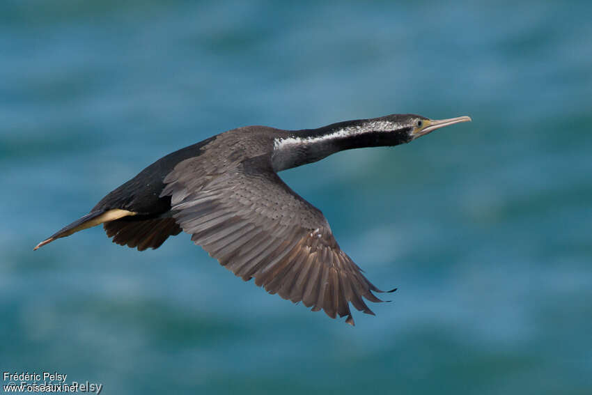 Cormoran mouchetéadulte, Vol