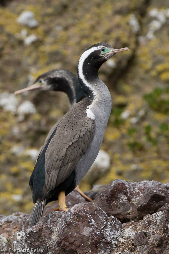 Cormoran mouchetéadulte