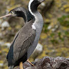 Cormoran moucheté