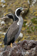 Spotted Shag