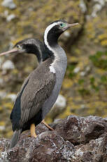 Cormoran moucheté