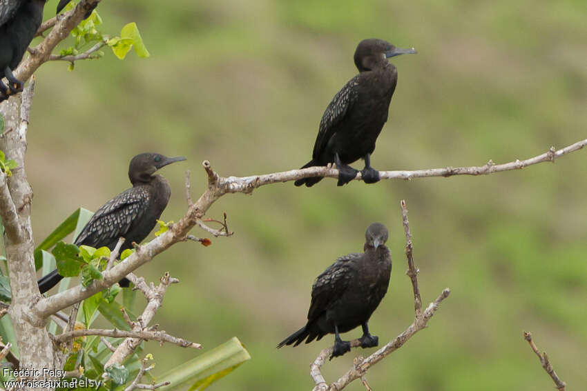 Little Black Cormorant, pigmentation