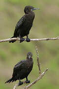 Little Black Cormorant