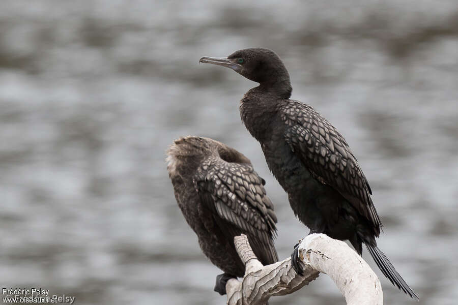 Cormoran noirimmature, identification