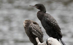 Little Black Cormorant