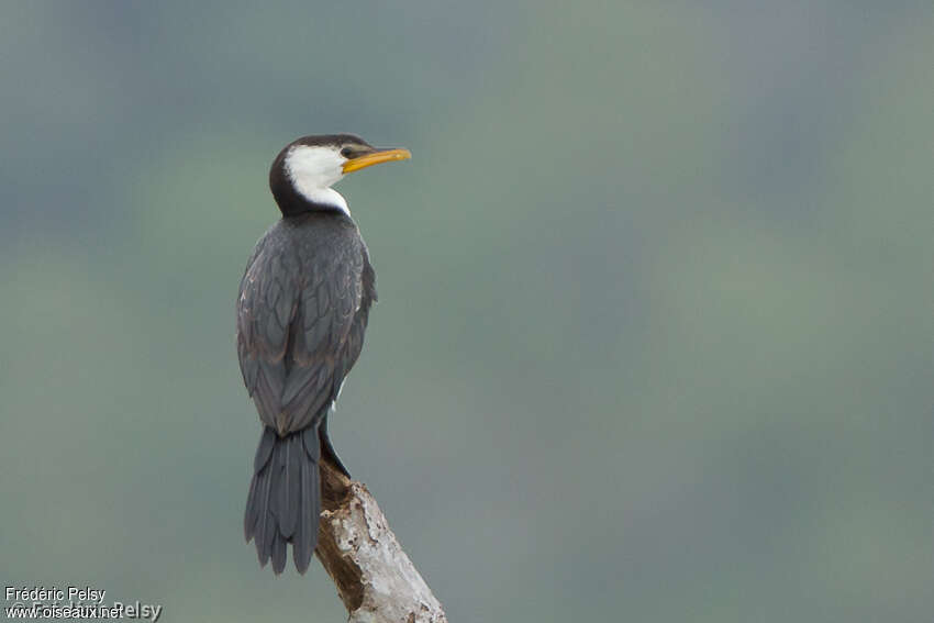 Little Pied Cormorantadult