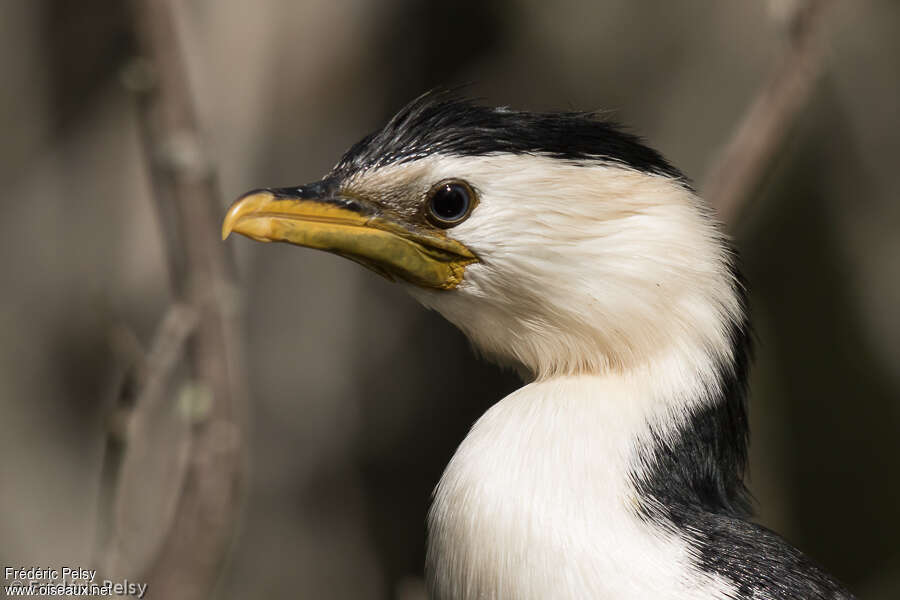 Little Pied Cormorantadult, close-up portrait