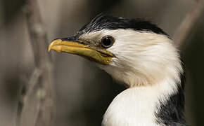 Little Pied Cormorant