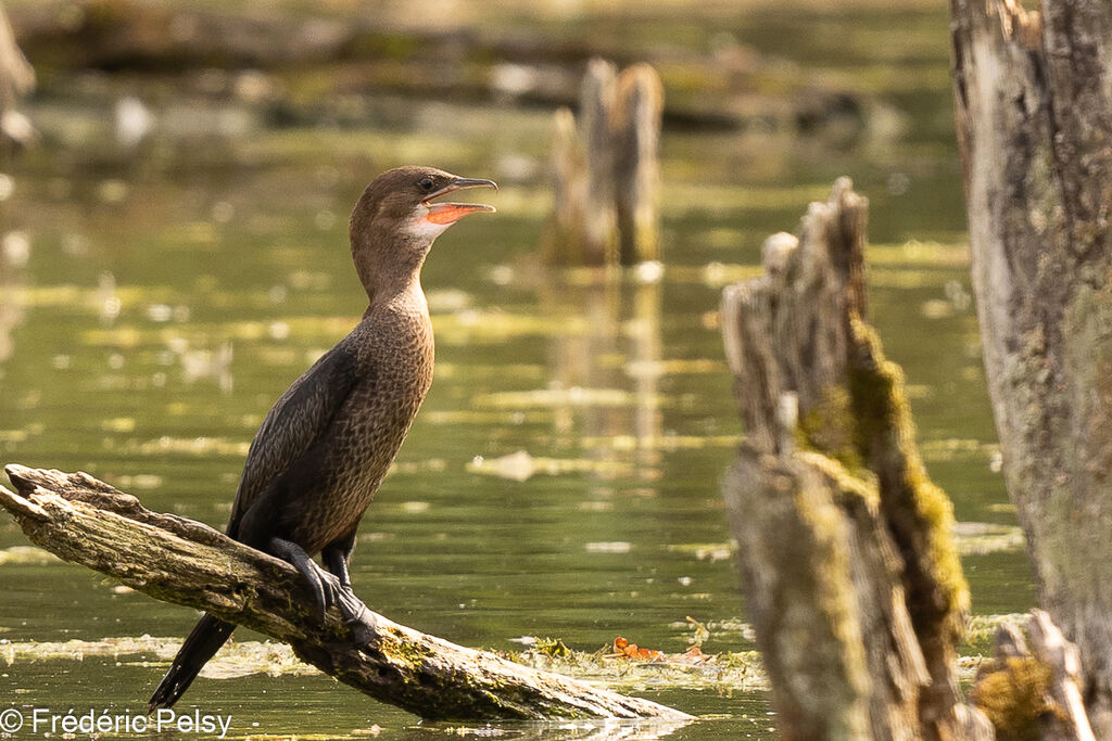 Cormoran pygméeimmature