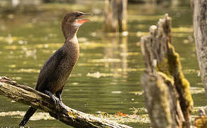 Pygmy Cormorant