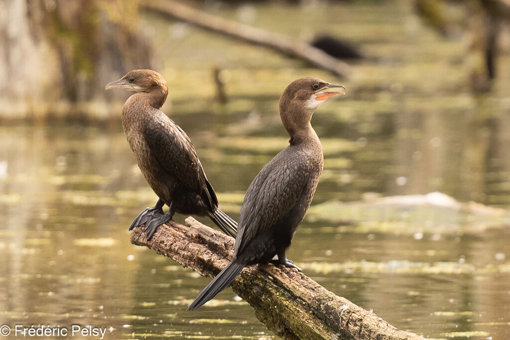 Cormoran pygméeimmature