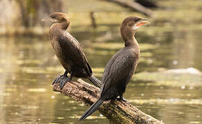 Pygmy Cormorant