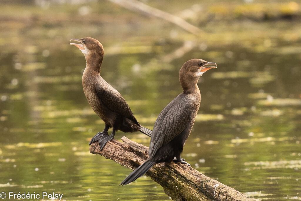 Cormoran pygméeimmature