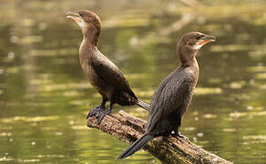 Pygmy Cormorant