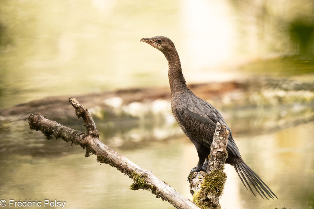 Pygmy Cormorant