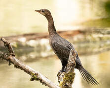 Pygmy Cormorant