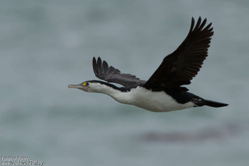 Australian Pied Cormorantadult, Flight