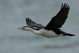 Australian Pied Cormorant