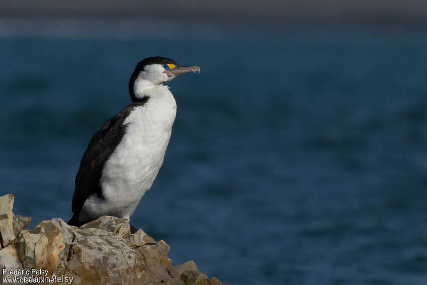 Cormoran variéadulte, habitat