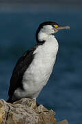 Australian Pied Cormorant