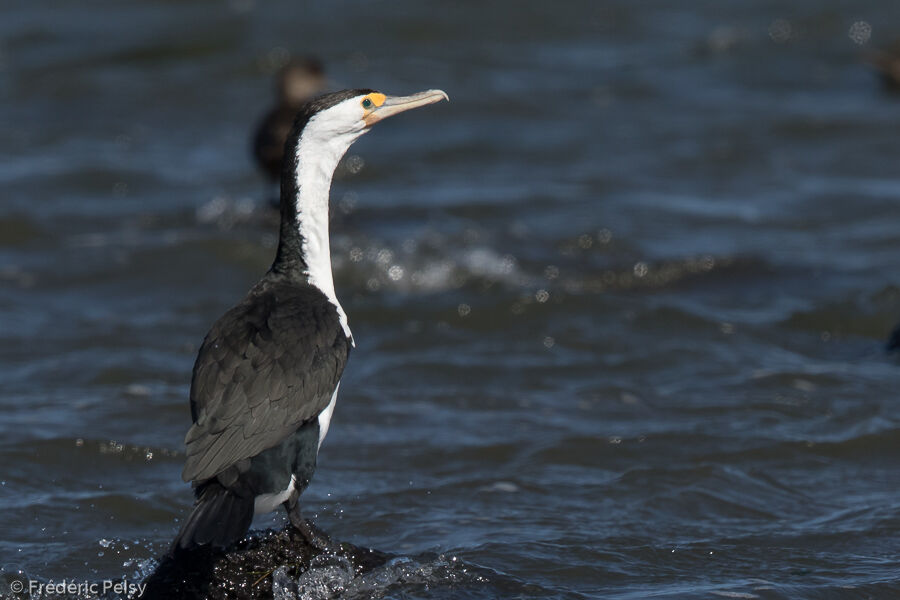 Australian Pied Cormorant