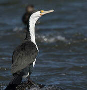 Australian Pied Cormorant