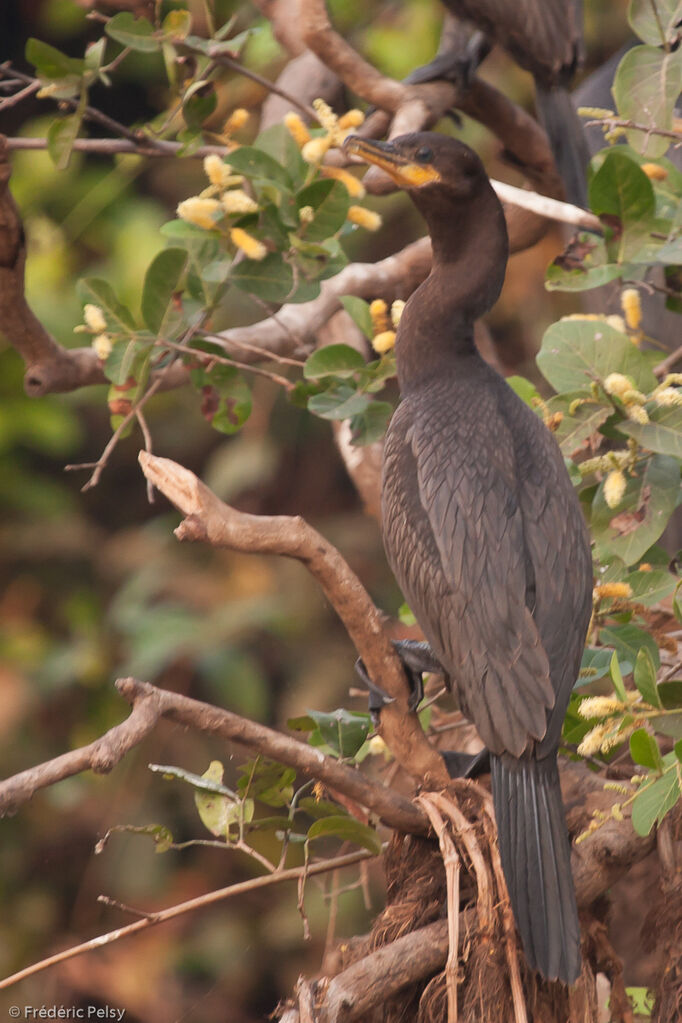 Cormoran vigua