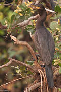 Neotropic Cormorant