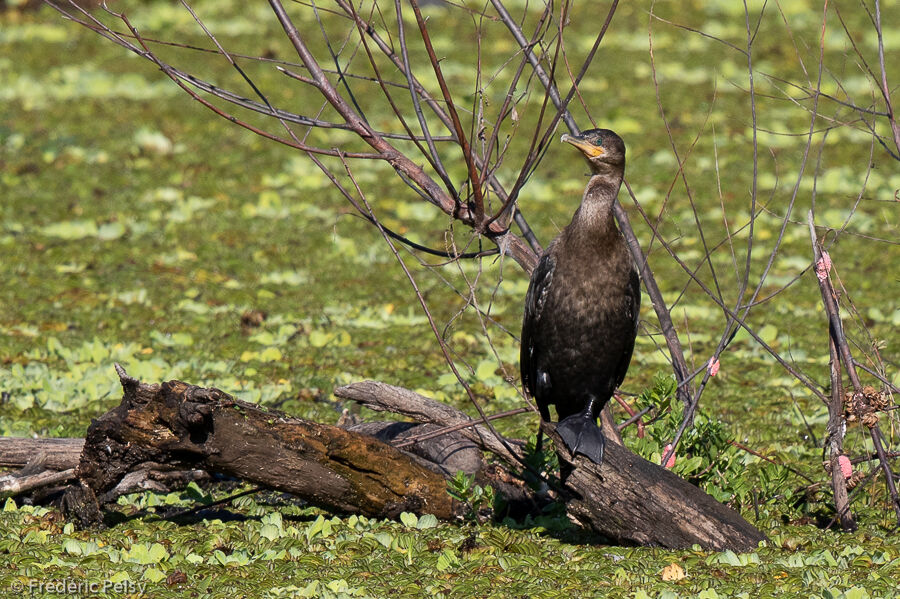 Neotropic Cormorant