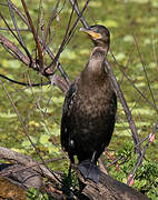 Neotropic Cormorant