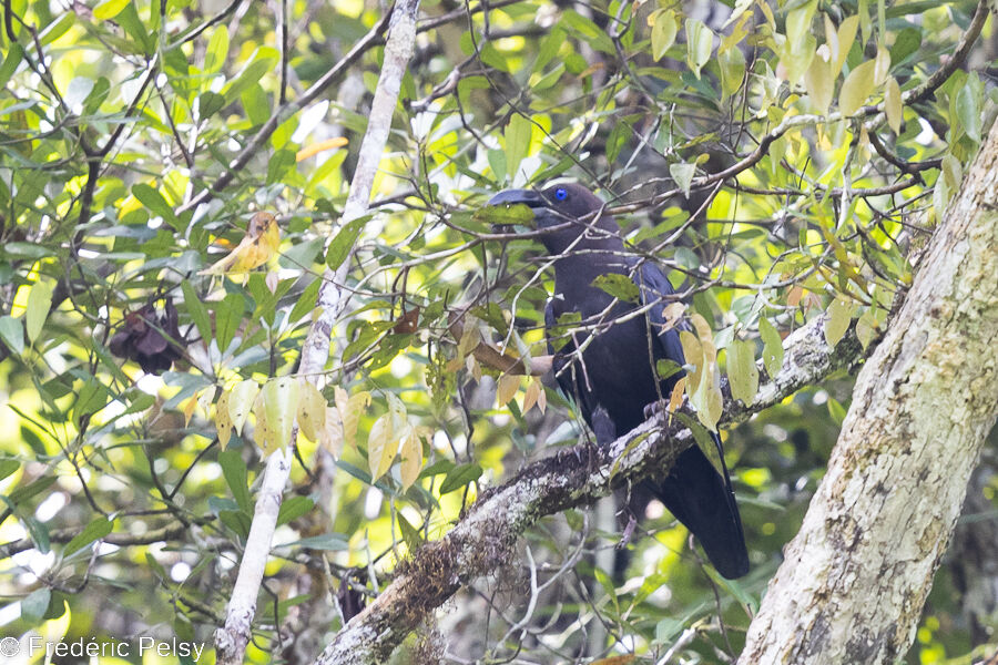 Brown-headed Crow