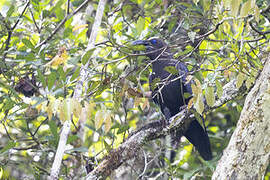 Brown-headed Crow