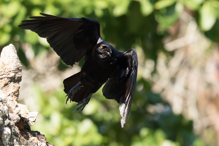 White-necked Crowadult, Flight