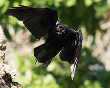 White-necked Crow