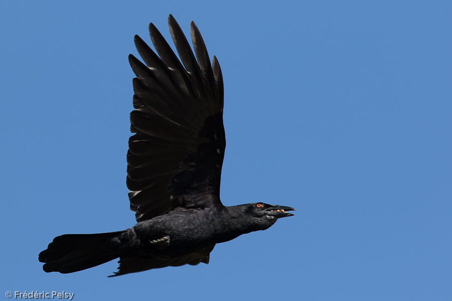 White-necked Crowadult, Flight, eats