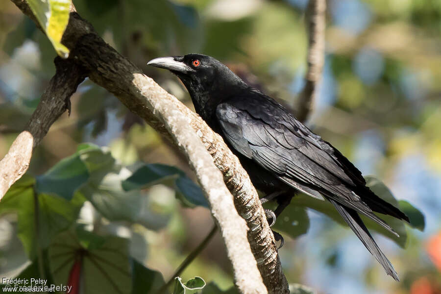 White-necked Crowadult