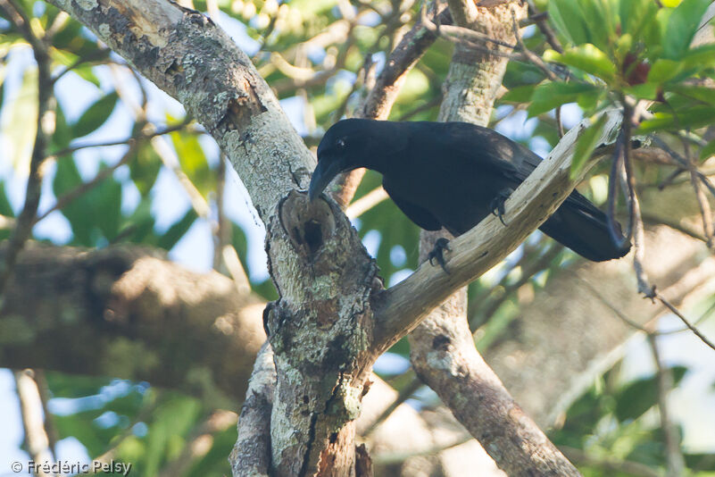 Palawan Crowadult