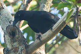 Palawan Crow